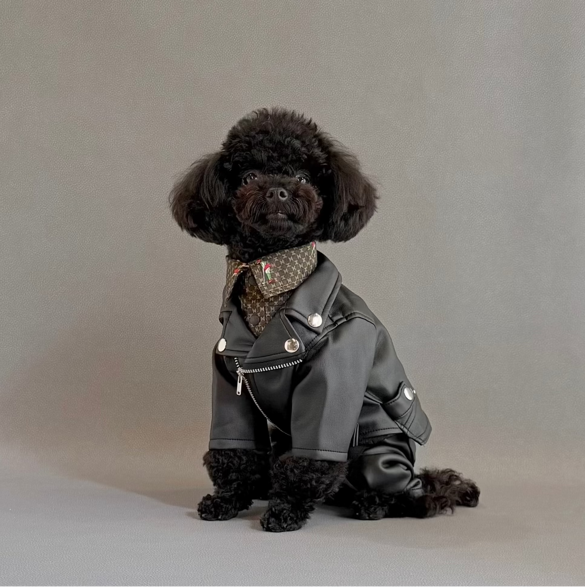 犬　ジャンポールゴルチェダークグレーシングルライダーニットジャケット 犬 ジャンポールゴルチェダークグレーシングルライダーニット