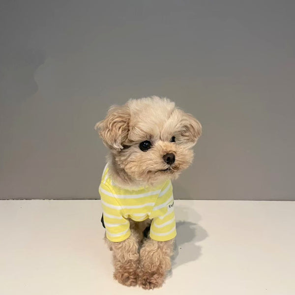 【感謝祭】レモンイエローボーダーT