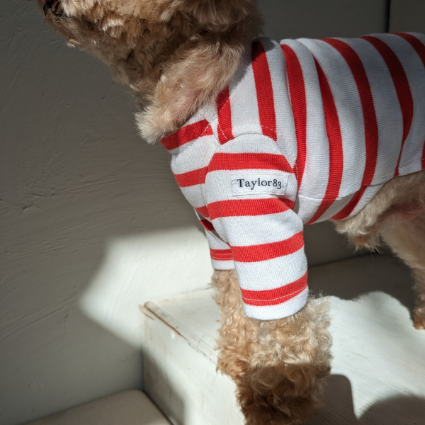 【感謝祭】オレンジレッドボーダーT