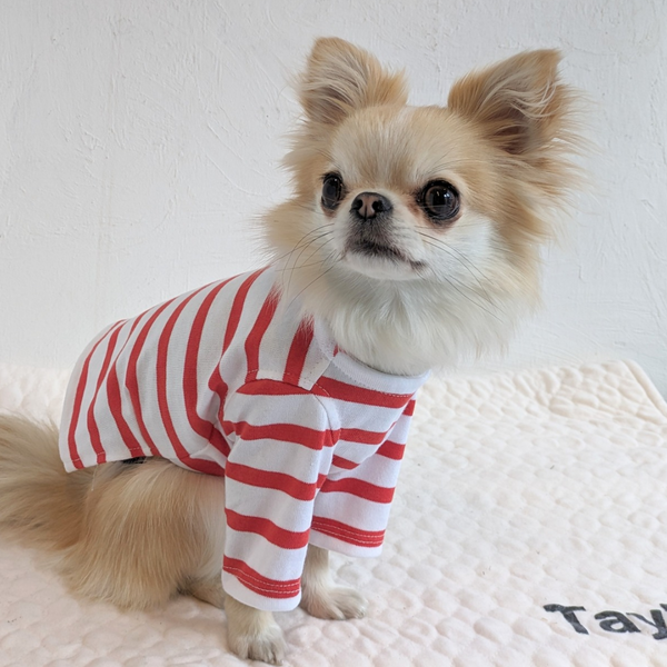 【感謝祭】オレンジレッドボーダーT