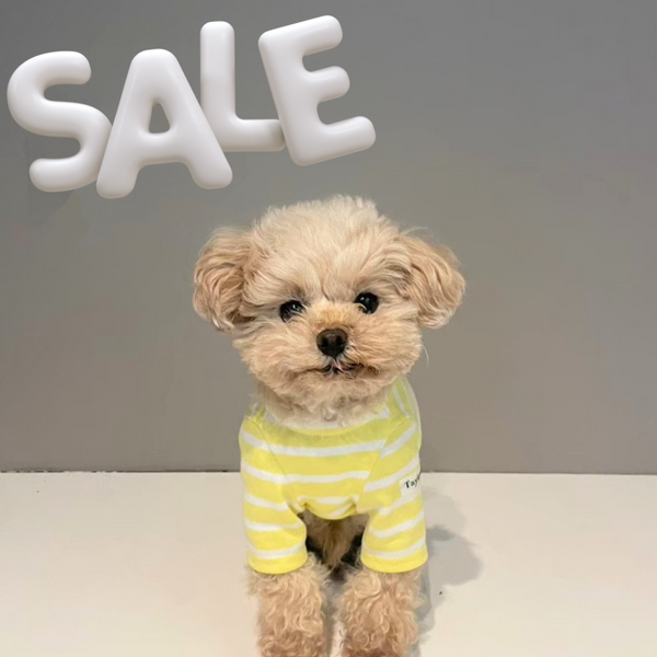 【感謝祭】レモンイエローボーダーT