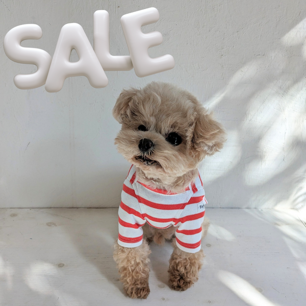 【感謝祭】オレンジレッドボーダーT