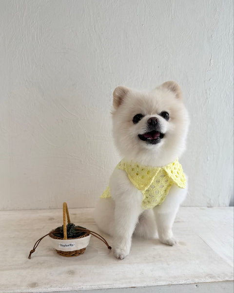 Breeze Lace Knit ノースリーブカラートップス
