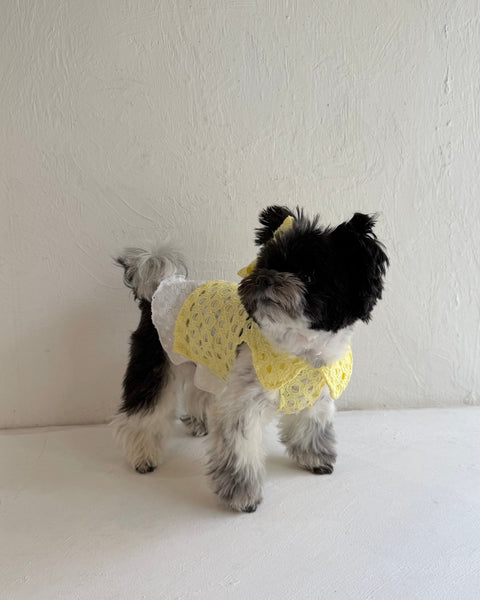 Breeze Lace Knit ノースリーブカラートップス