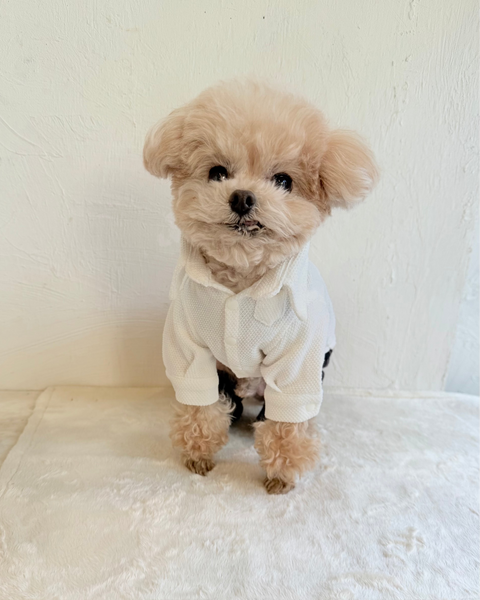 【感謝祭】ドビーニットシャツ