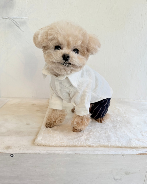 【感謝祭】ドビーニットシャツ