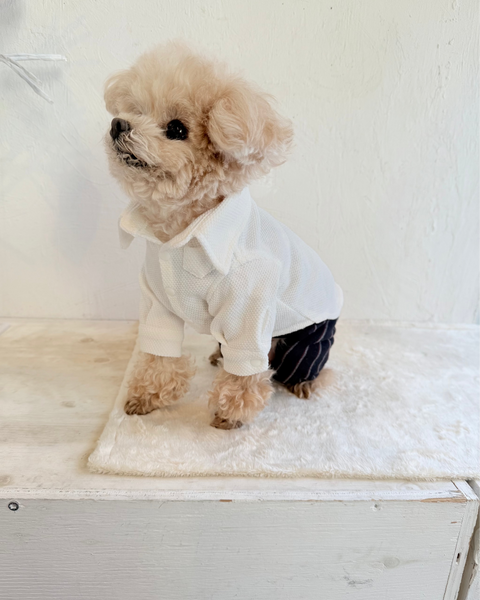 【感謝祭】ドビーニットシャツ