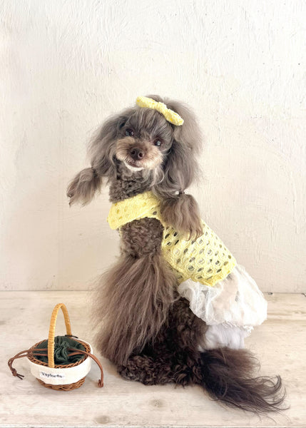 Breeze Lace Knit ノースリーブカラートップス