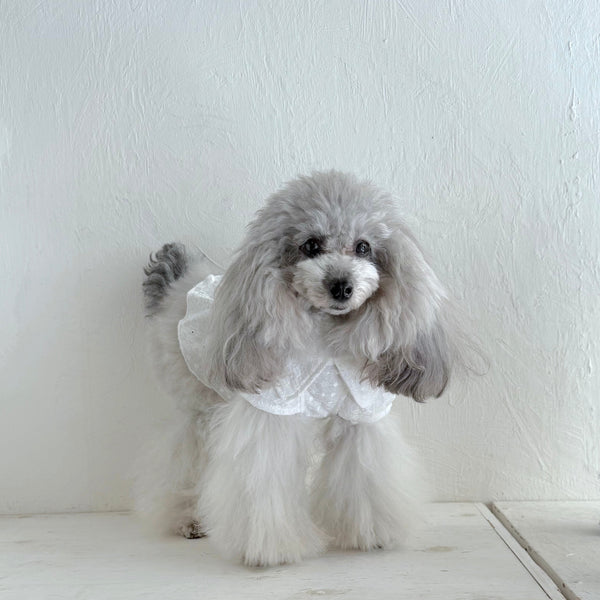 襟付きフレンチパフスリーブトップス（レースカットソー）